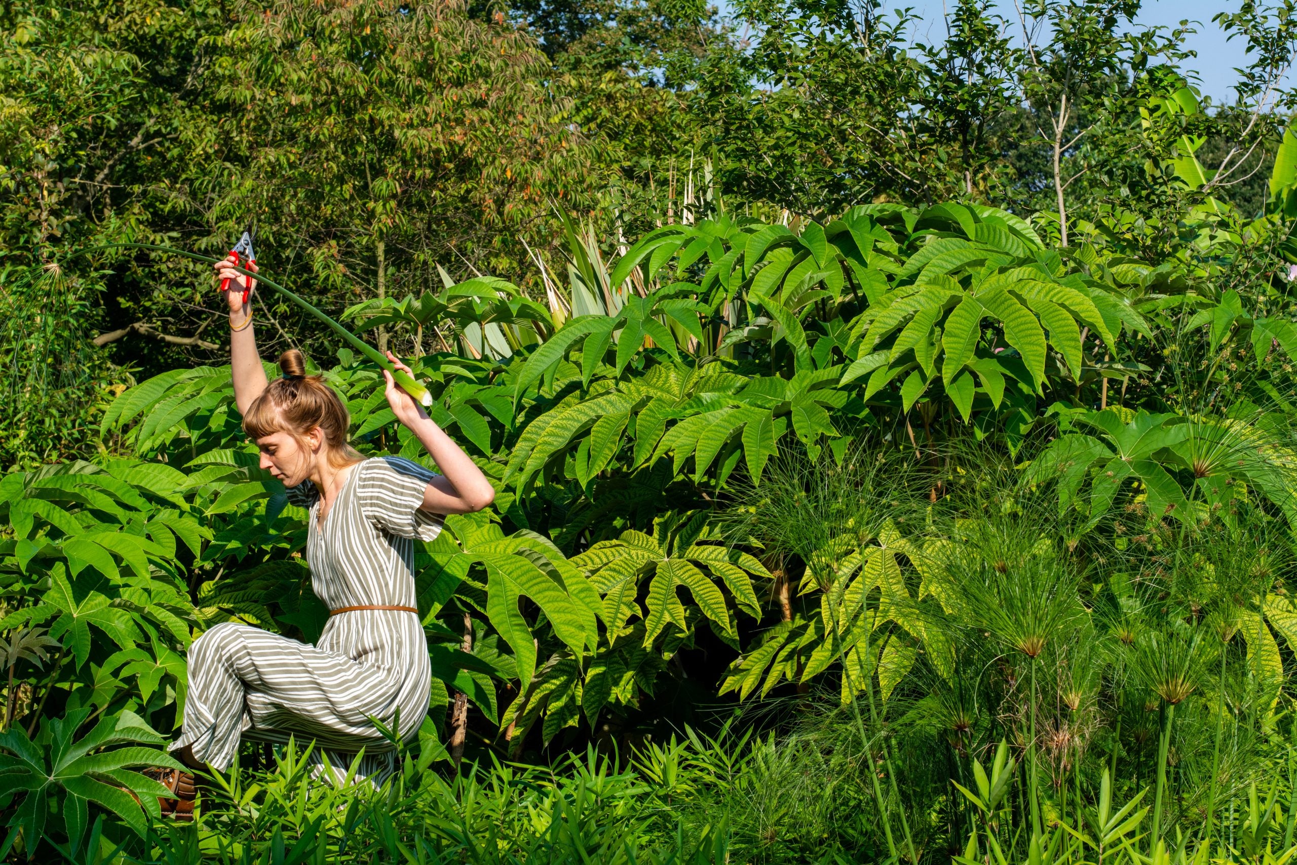 Plukverslag Botanische Tuinen Universiteit Utrecht
