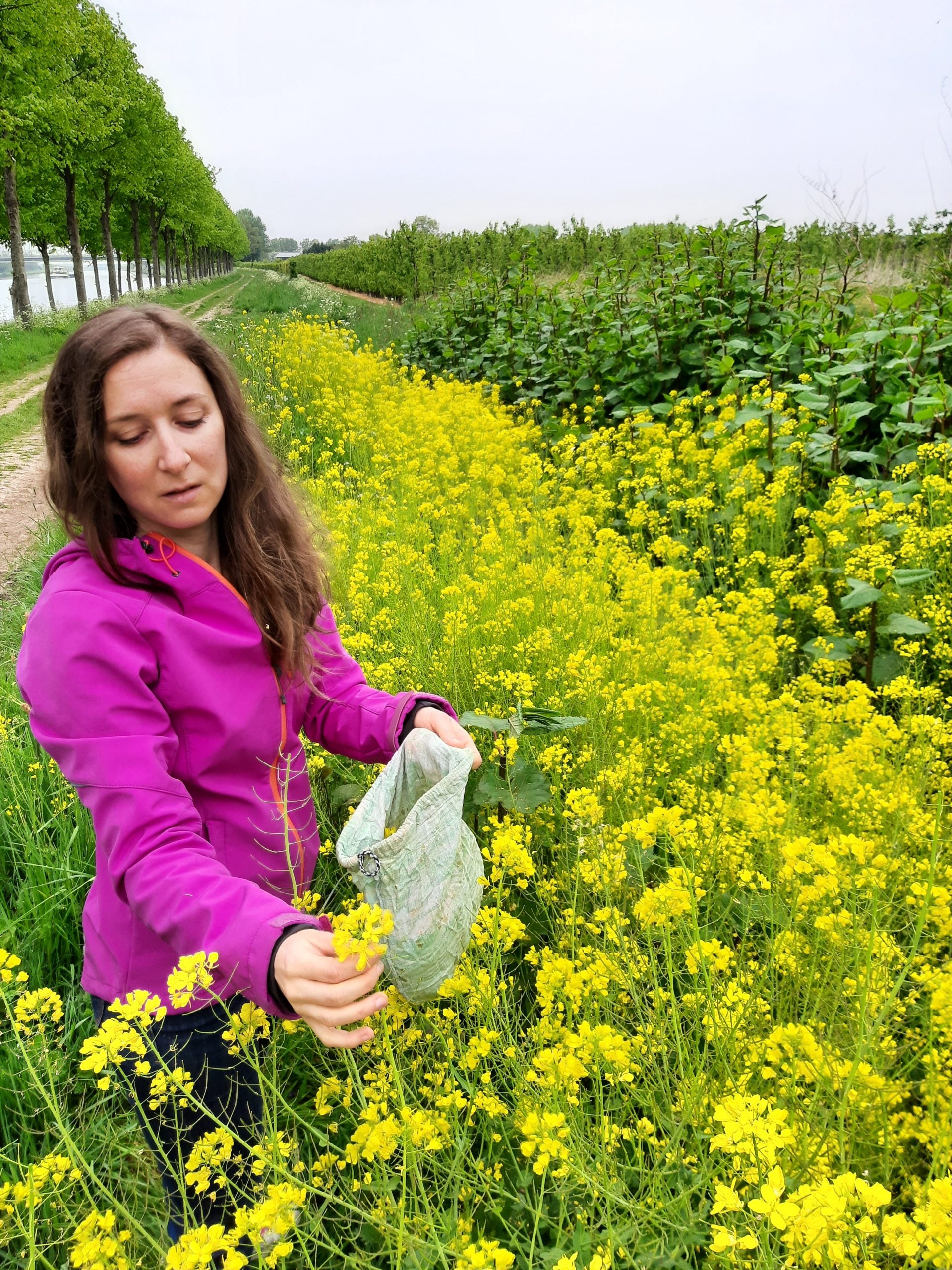 Werfzeep lentezeep koolzaad wildplukken