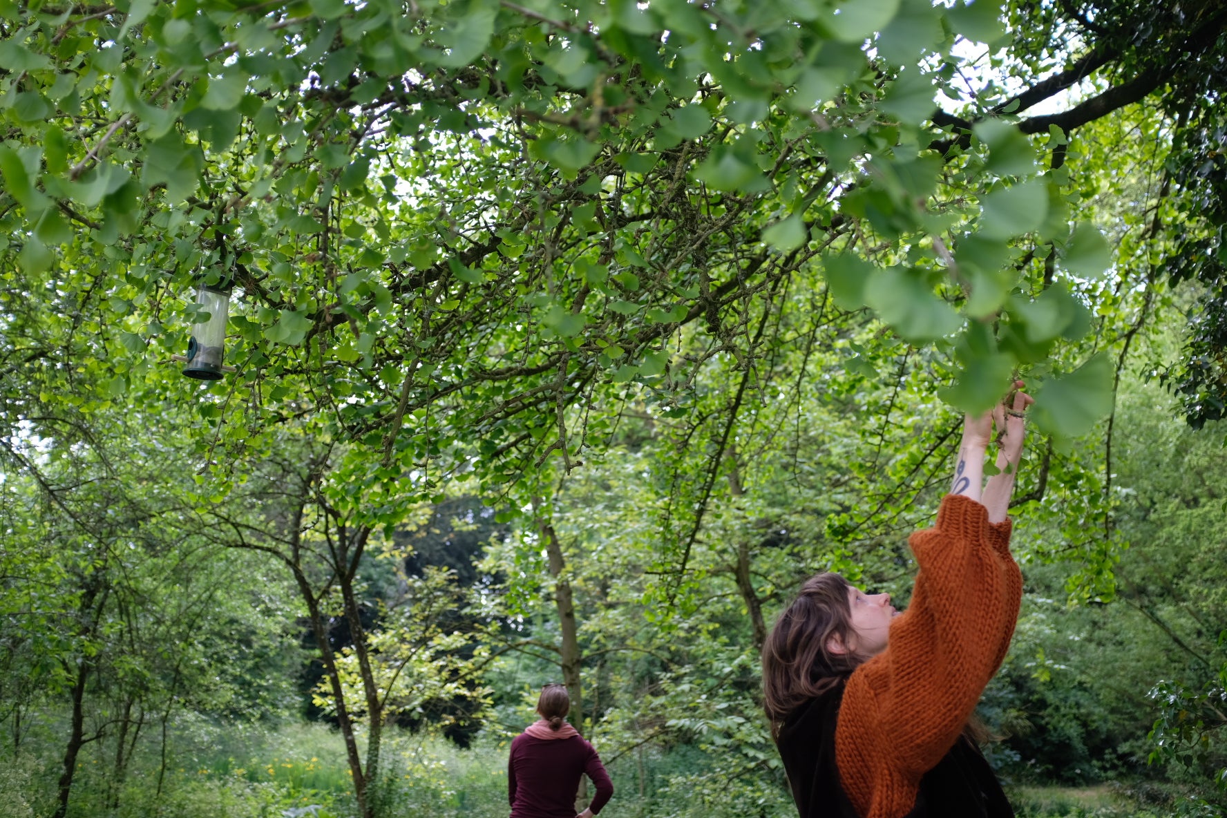 Lenteoogst in het Wickenburghse bos