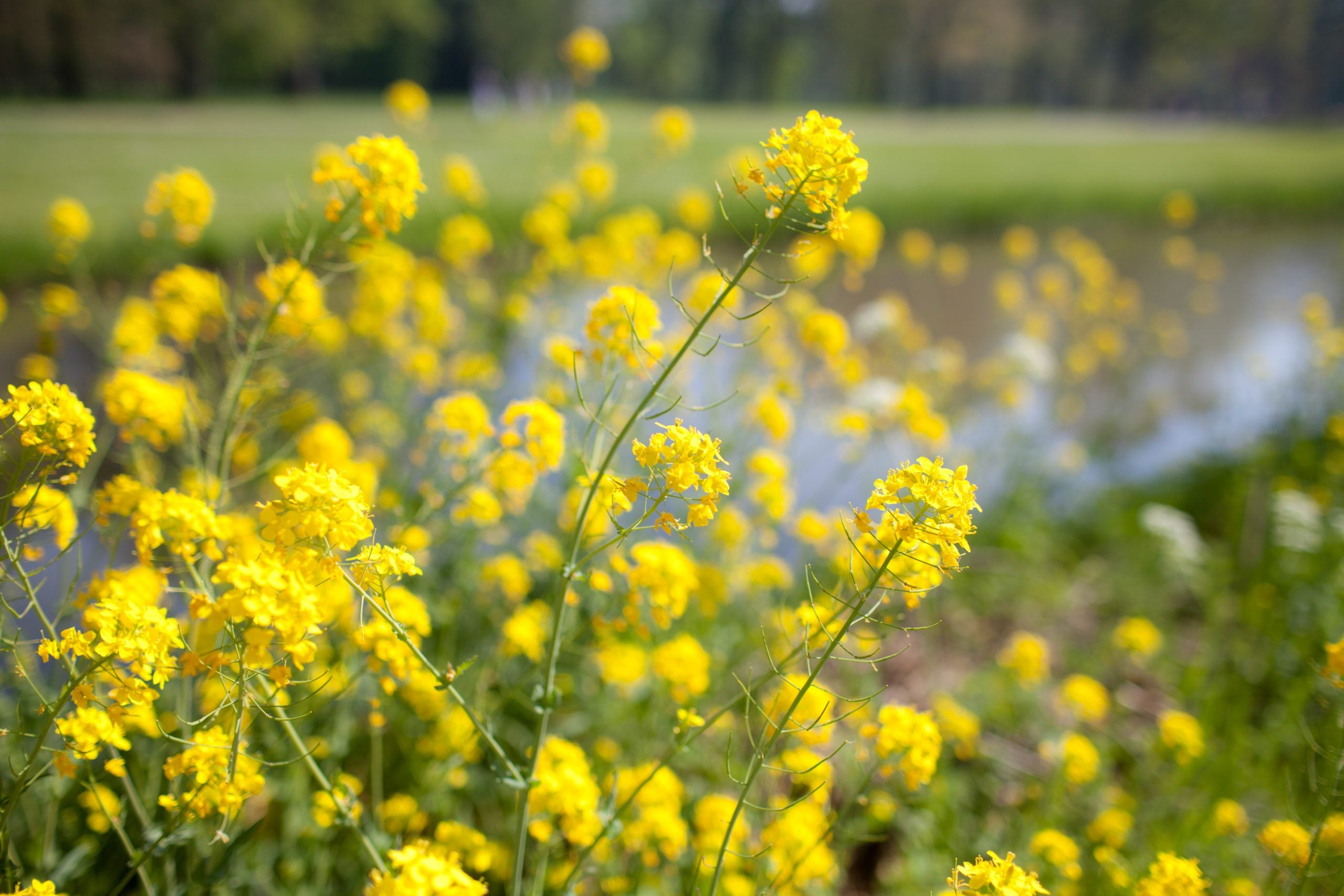 De kracht van planten: koolzaad