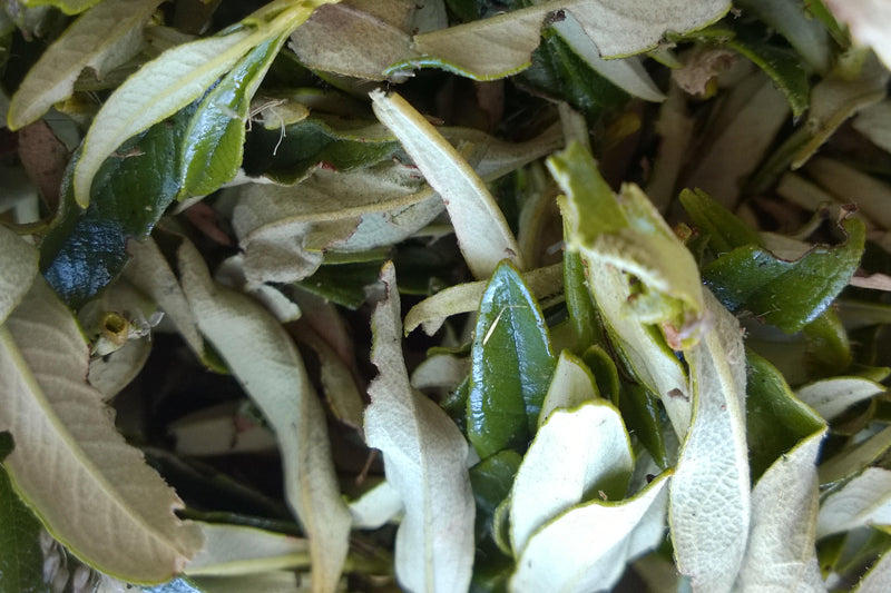 Cistus blad voor goddelijke cistuszeep - Werfzeep