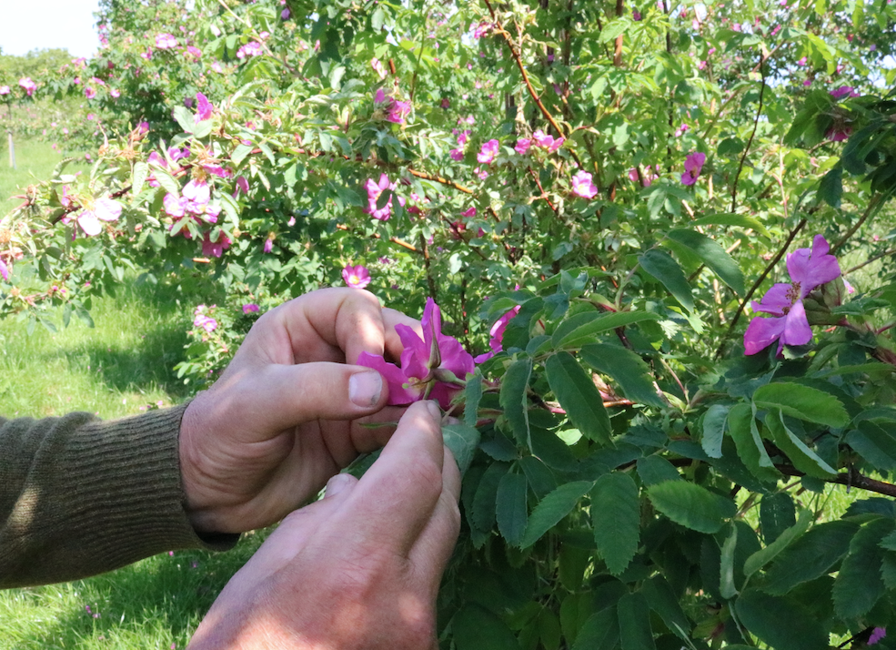 Rosehip soap