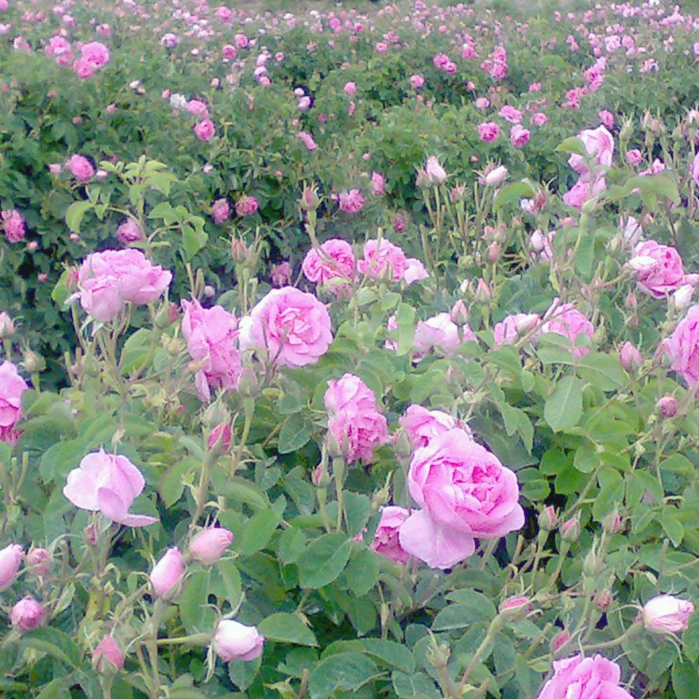 Rose soap
