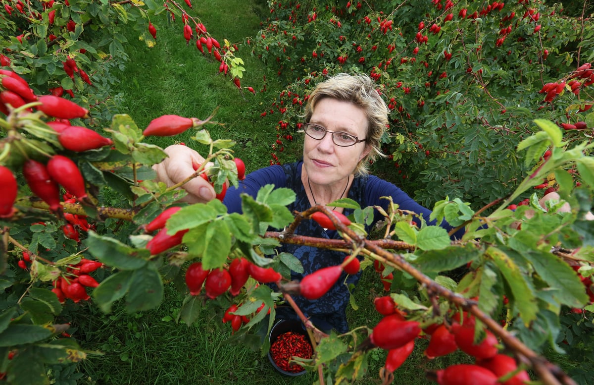 Rosehip soap