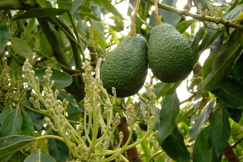 Avocado soap