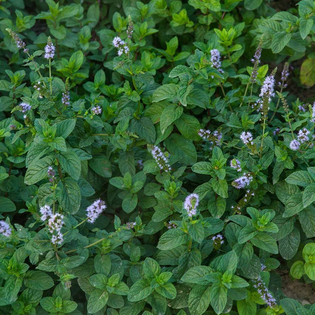 Comfrey