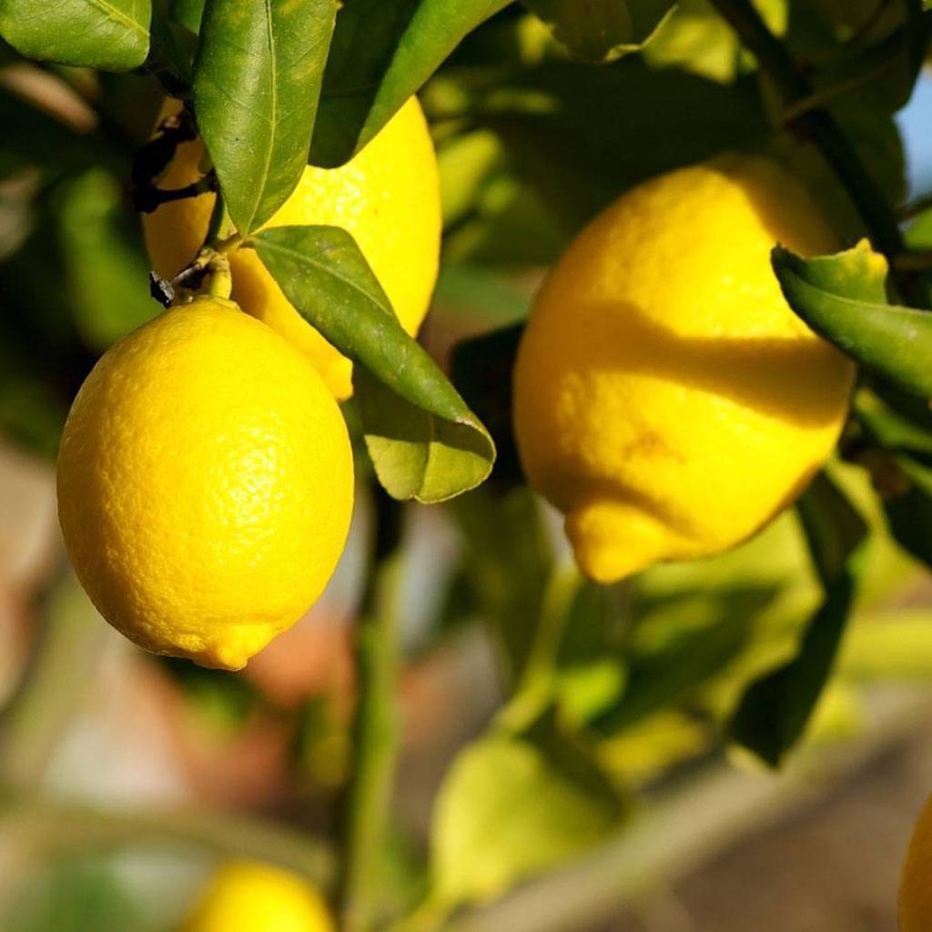 Cleaning soap lemon