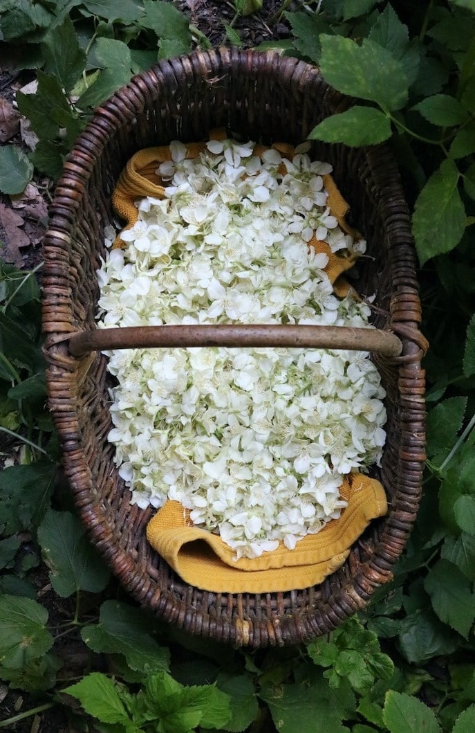 Seasonal soap summer | from forest to bath