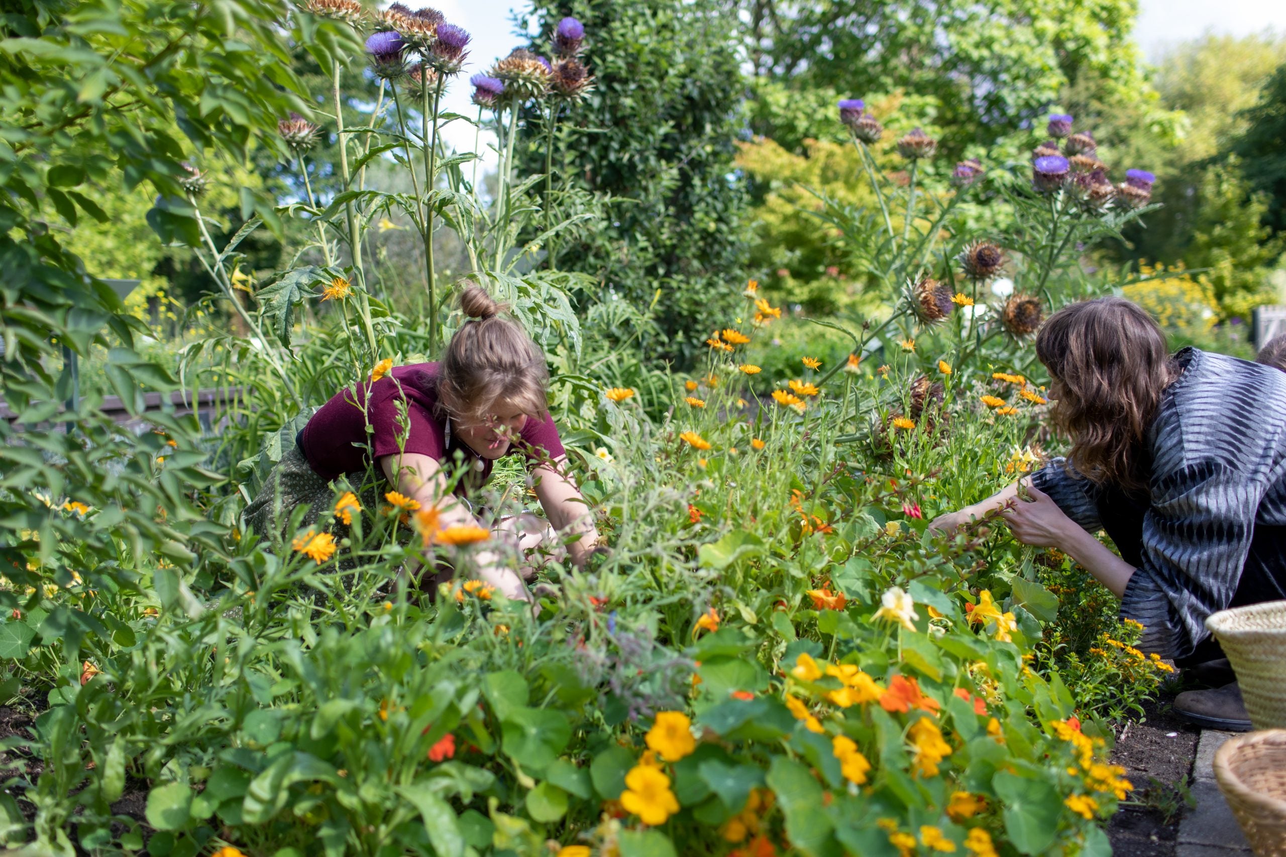 Oost-Indische kers wildplukken voor Werfzeep in de Botanische Tuinen Utrecht