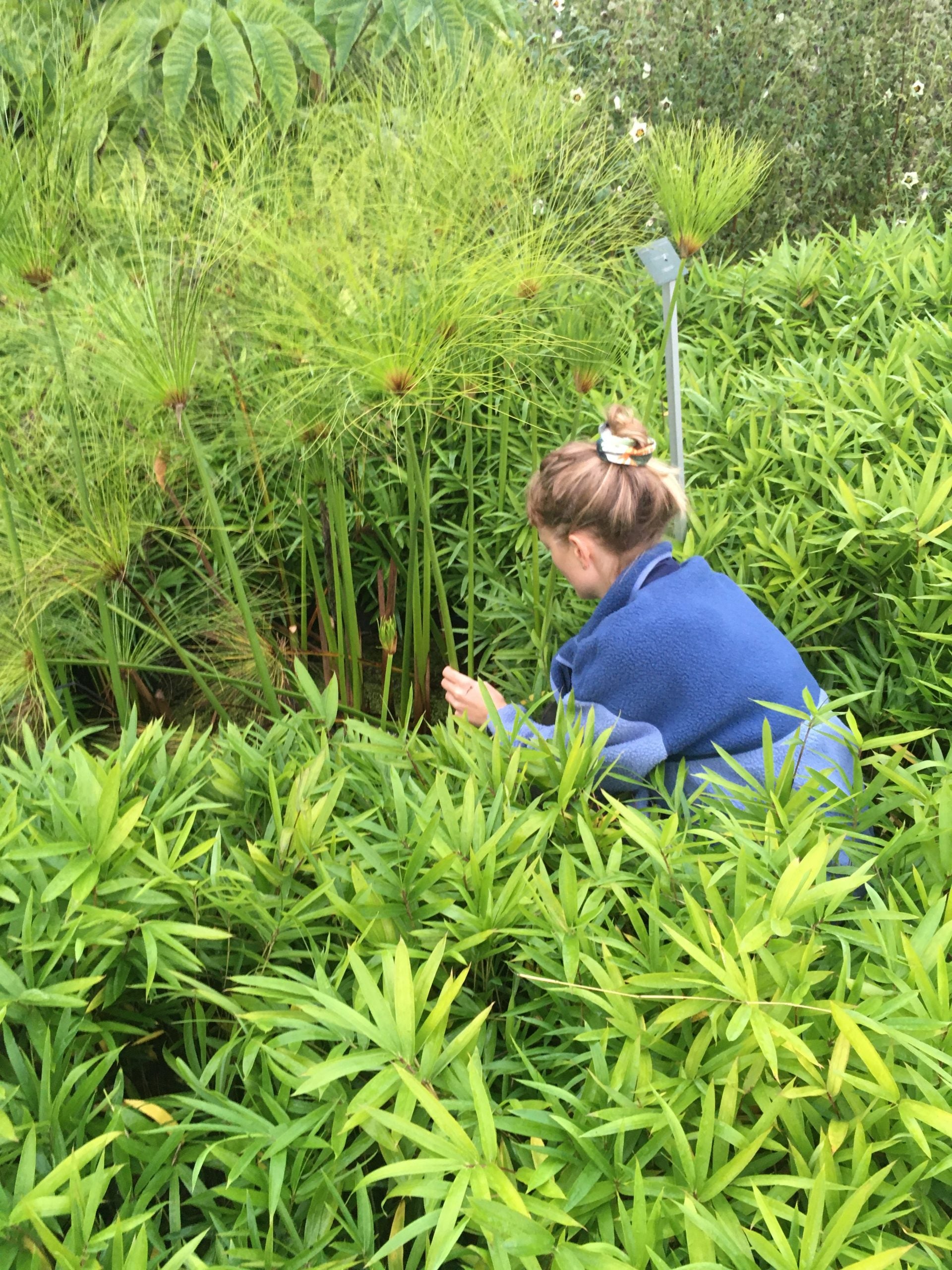 Werfzeep papyrus plukken Botanische Tuinen Utrecht