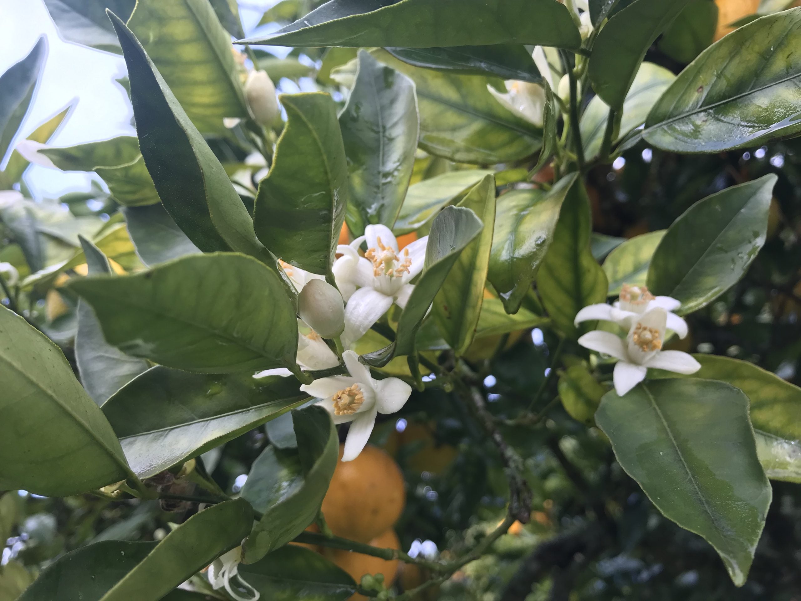 Winter in Portugal = citrus in overvloed