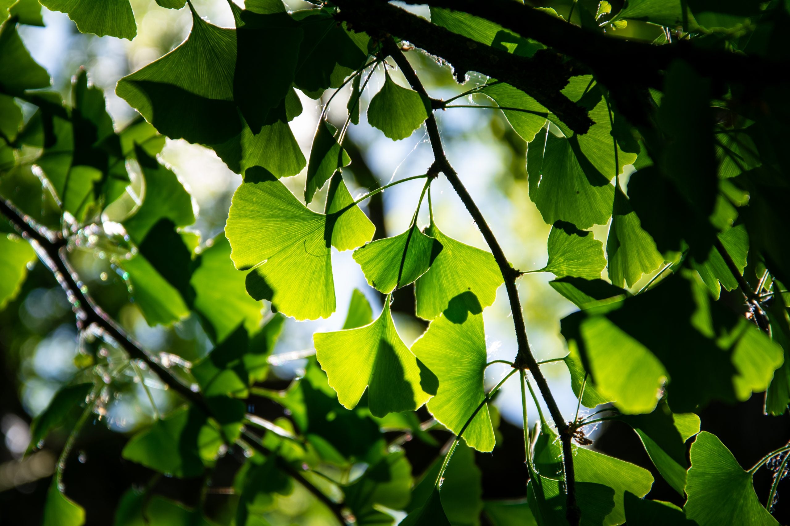 Wildplukken: ginkgoblad, braamblad en boerenjasmijn