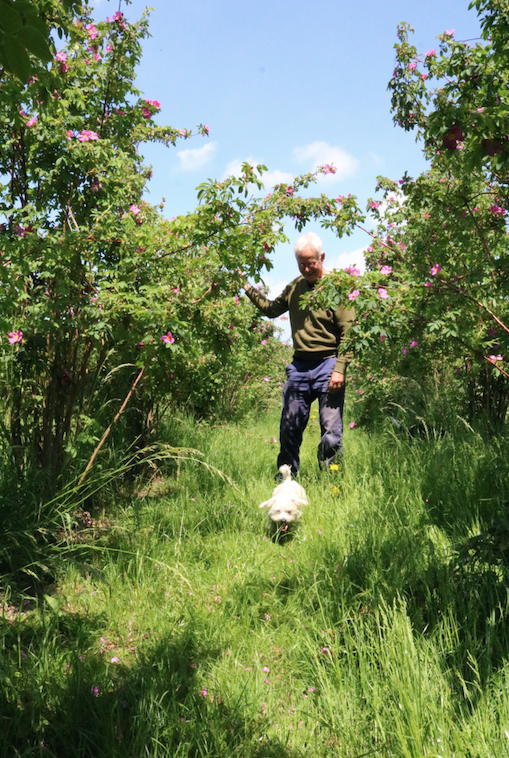 de-Rozenbotteltuin Werfzeep Rozenbottelzeep
