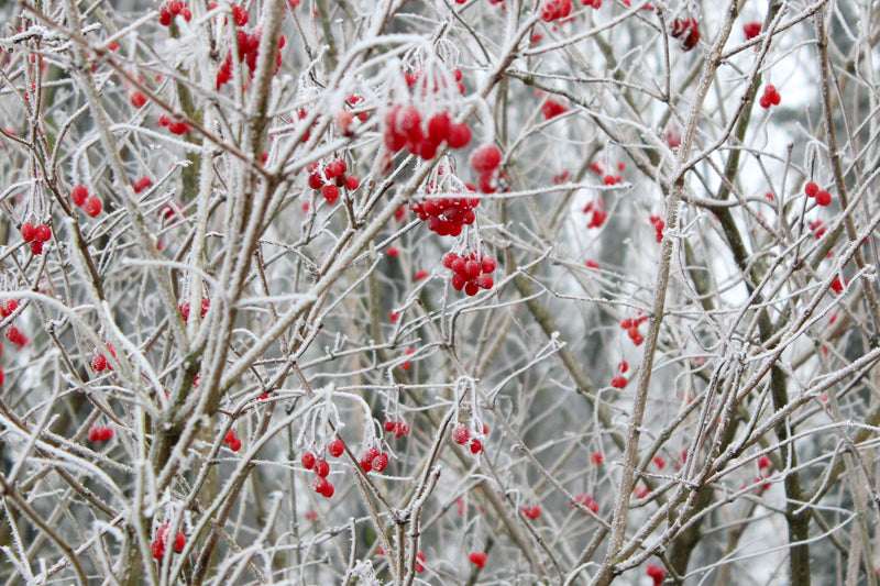 Winter op Wickenburgh