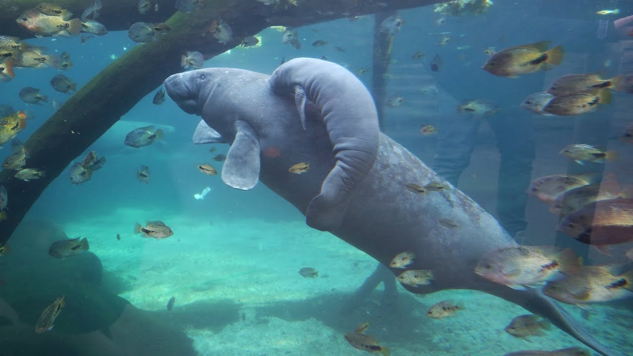 Burgers' Zoo zeep