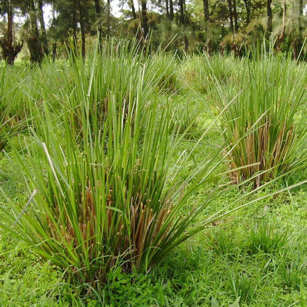 Vetiver Soap