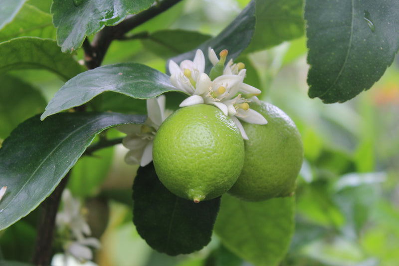 Bergamot  bloesem