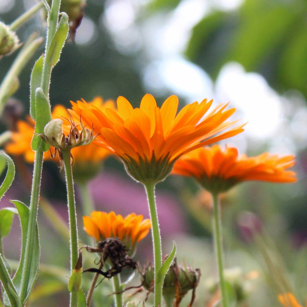 Calendula soap