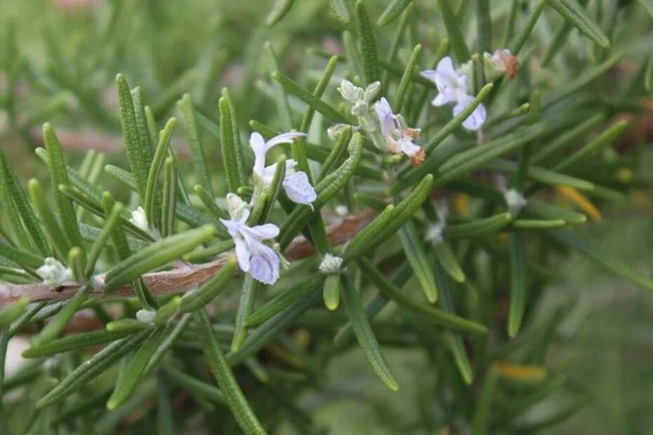 Rosemary Shampoo