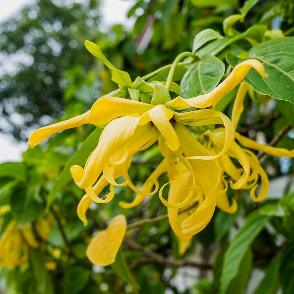 Ylang Ylang Soap